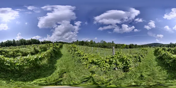 Cellar Door Vineyard